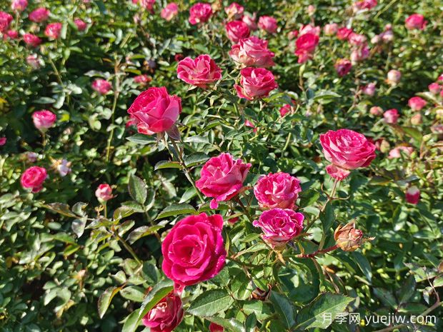 花卉種植的常見(jiàn)問(wèn)題有哪些？應如何解決？(圖1)