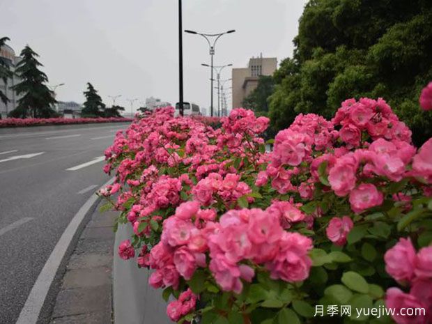 杭州月季應用和景觀(guān)圖集(圖3)