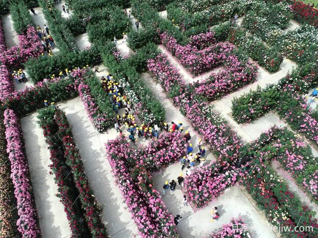 東陽(yáng)月季市花文化和景觀(guān)圖集(圖1)