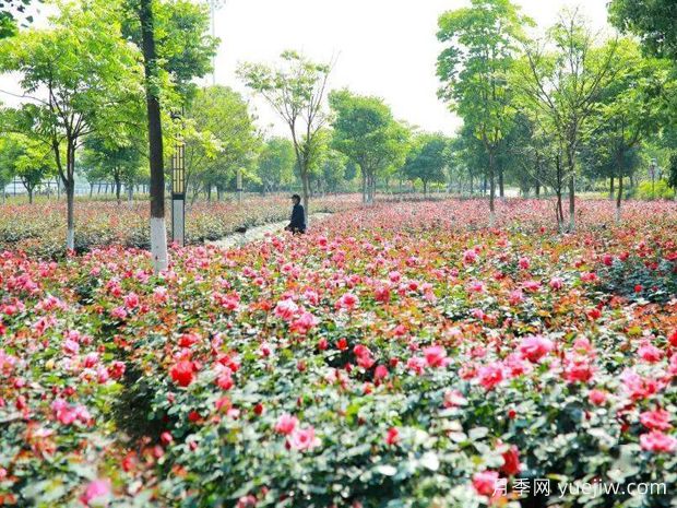 東陽(yáng)月季市花文化和景觀(guān)圖集(圖3)