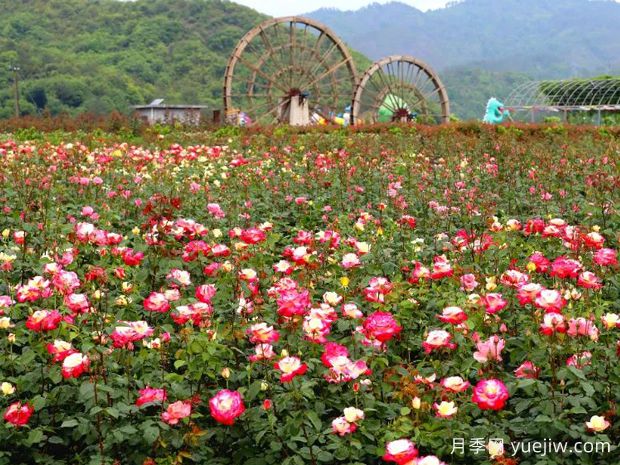 東陽(yáng)月季市花文化和景觀(guān)圖集(圖2)
