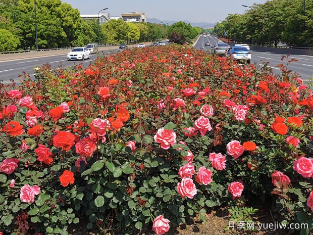 義烏月季市花文化和景觀(guān)圖集(圖3)