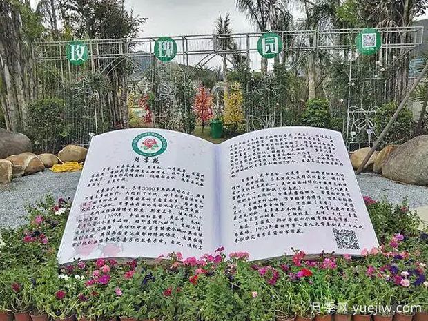 莆田月季市花文化和景觀(guān)圖集(圖3)