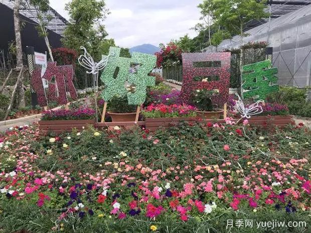 莆田月季市花文化和景觀(guān)圖集(圖1)