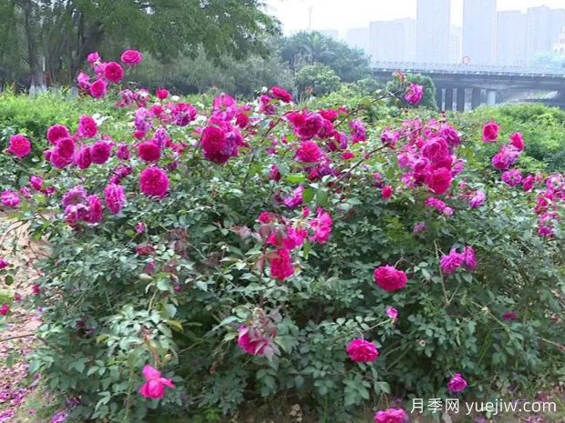 莆田月季市花文化和景觀(guān)圖集(圖2)