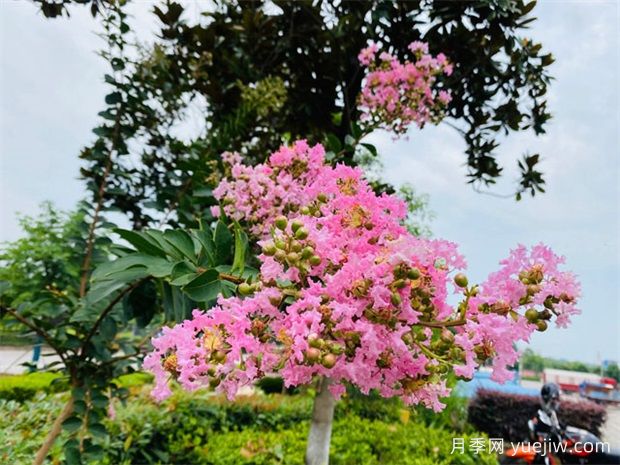 紫薇樹(shù)怎么種植？需要怎么樣的生長(cháng)環(huán)境？(圖1)