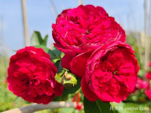 蒂娜月季一年開(kāi)幾次花？蒂娜開(kāi)花周期及病蟲(chóng)害防治技巧(圖1)