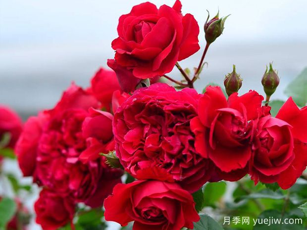 蒂娜月季一年開(kāi)幾次花？蒂娜開(kāi)花周期及病蟲(chóng)害防治技巧(圖2)
