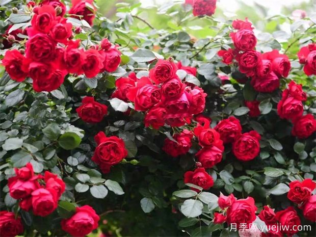 蒂娜月季一年開(kāi)幾次花？蒂娜開(kāi)花周期及病蟲(chóng)害防治技巧(圖3)