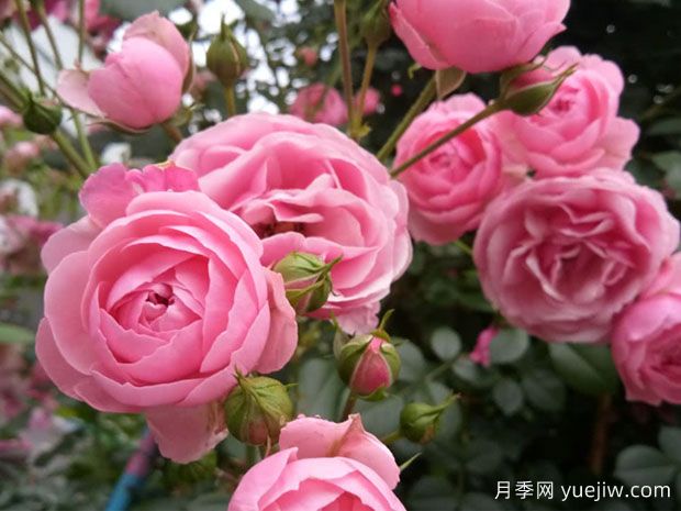 月季花能放在室內養嗎？怎么提高月季抗病蟲(chóng)能力？(圖1)