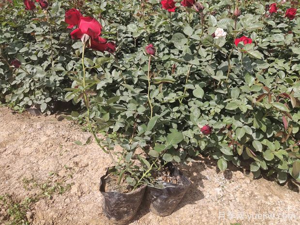 立秋后月季花的養殖要做什么？注意澆水和施肥(圖1)
