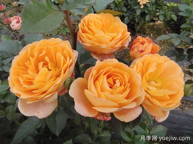 網(wǎng)紅果汁微型月季系列，小型好養顏值高香味妙(圖1)
