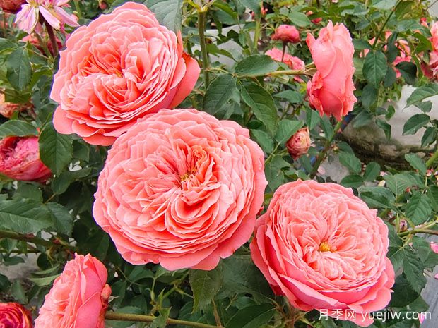 月季花什么時(shí)候開(kāi)？月季花怎么養？月季花語(yǔ)是什么？(圖1)