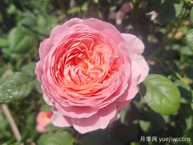 玫瑰花瓣的用途，月季花瓣可以泡腳嗎？(圖1)