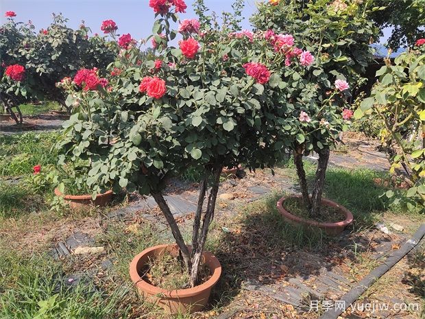 月季花有哪些種類(lèi)？月季花可以造型嗎？(圖1)