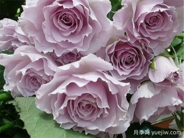 蜻蜓月季，顏值堪稱(chēng)天花板，紫色仙氣飄飄(圖1)