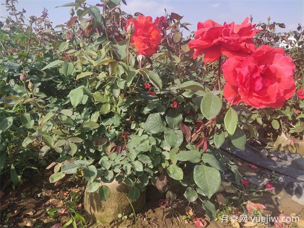 月季花病蟲(chóng)害防治，常見(jiàn)問(wèn)題與解決方法(圖1)