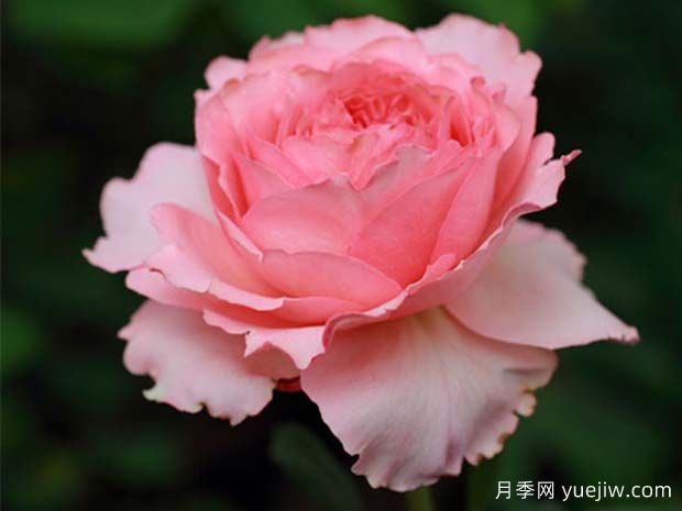 花香蜜語(yǔ)月季(圖2)