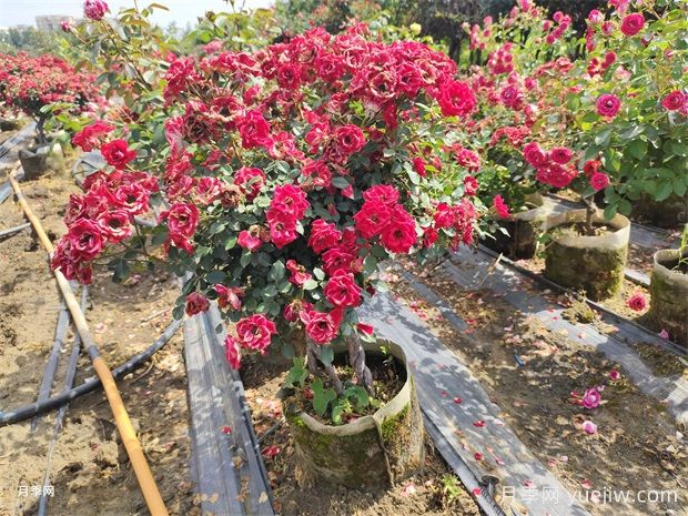 老樁提根月季精品美植袋苗現貨供應盆景(圖1)
