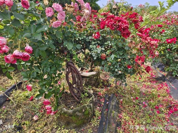 老樁提根月季精品美植袋苗現貨供應盆景(圖2)