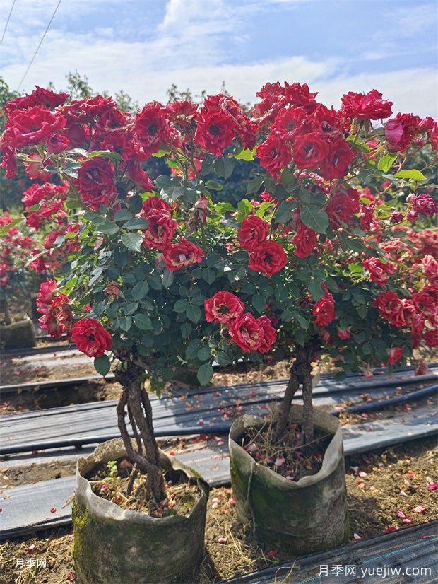 老樁提根月季精品美植袋苗現貨供應盆景(圖4)