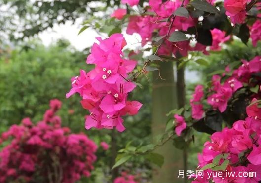 簕杜鵑和三角梅有什么區別？(圖1)
