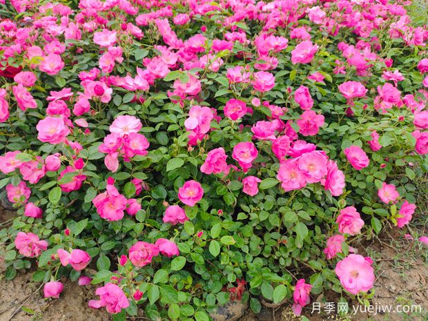豐花月季花苗什么地方多？基地批發(fā)價(jià)格如何？(圖2)