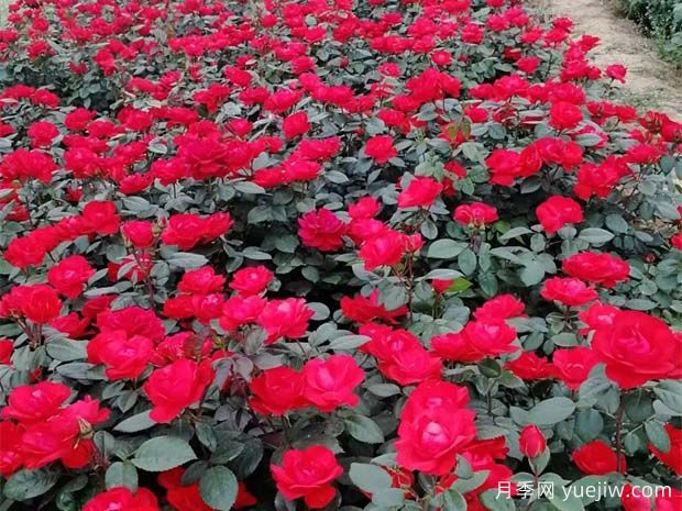 豐花月季花苗什么地方多？基地批發(fā)價(jià)格如何？(圖1)