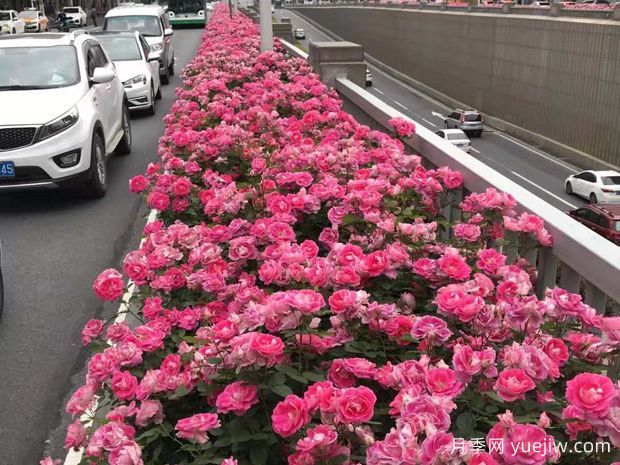 豐花月季花苗什么地方多？基地批發(fā)價(jià)格如何？(圖3)