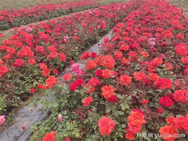 春季養月季該換盆會(huì )有4個(gè)信號，別忽視(圖2)