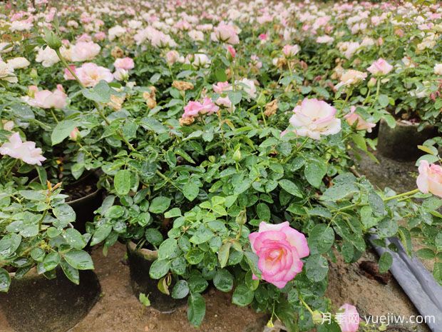盆栽月季花怎么養？如何促開(kāi)花？對人體健康有無(wú)影響(圖2)
