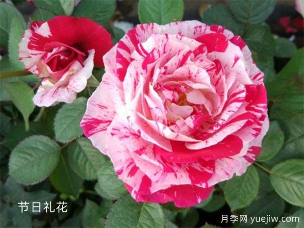 月季大千世界，5個(gè)令人驚嘆的稀有玫瑰品種(圖2)