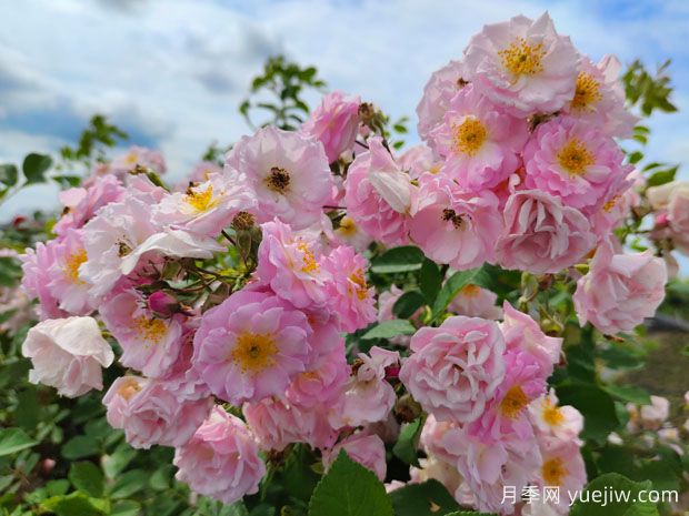 月季、玫瑰、薔薇之間有什么關(guān)系？(圖2)