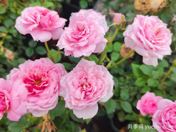 月季、玫瑰、薔薇之間有什么關(guān)系？(圖3)