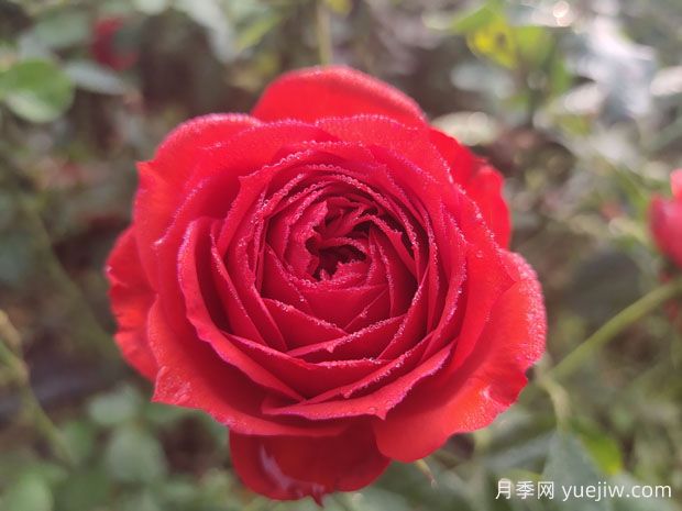 月季的特性、品系、價(jià)值、花語(yǔ)(圖1)