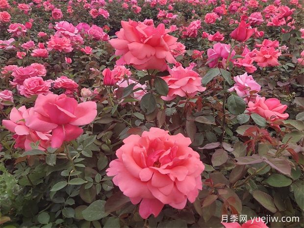 月季之韻，邂逅世間絕美的花中皇后(圖2)