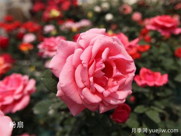 月季為什么要噴施葉面肥？殺菌劑添加葉面肥有何作用？(圖2)
