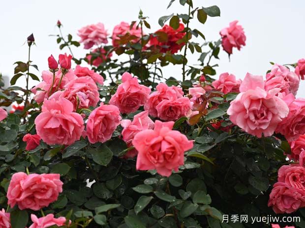 北方冬季百木凋零，這8種植物卻是燦爛仍在，月季少不了(圖1)