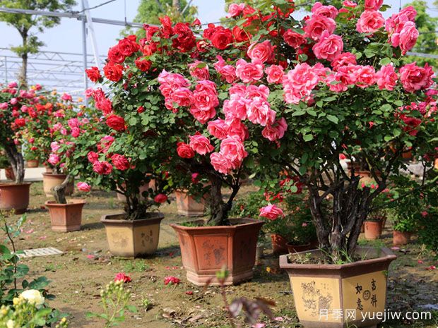 ?樹(shù)狀月季春季花后修剪攻略，復花靠剪(圖1)