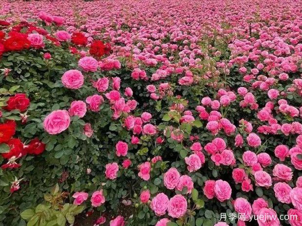 園林景觀(guān)微地形處理必知的三個(gè)原則(圖1)