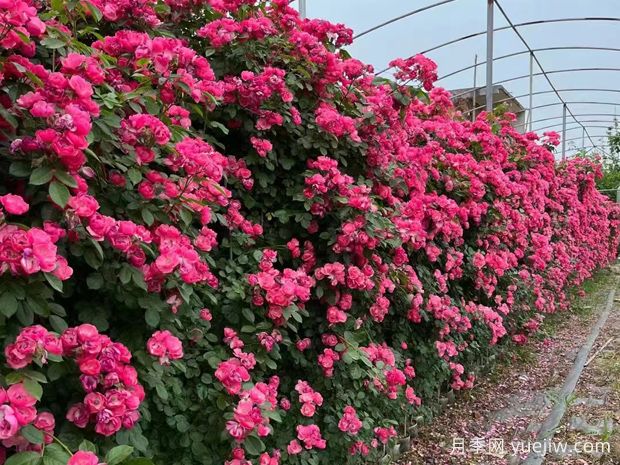 五種高顏值爬藤花，生長(cháng)迅速，輕松打造美麗花墻(圖1)