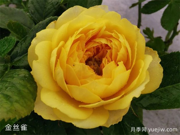 微型陽(yáng)臺月季品種，果汁陽(yáng)臺和金絲雀哪個(gè)好？(圖2)