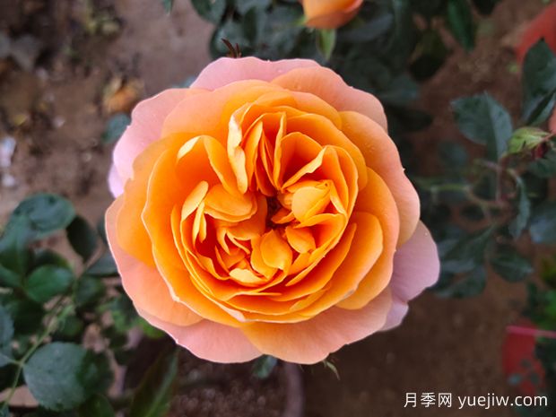 什么品種的月季花好看好養？ (圖1)