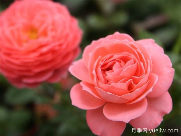 夏日花火月季是灌木還是藤本？(圖1)