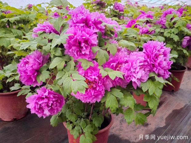 16種常見(jiàn)的牡丹品種，你認識嗎？(圖1)