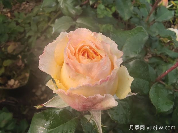 家庭養月季花能放淘米水嗎(圖1)