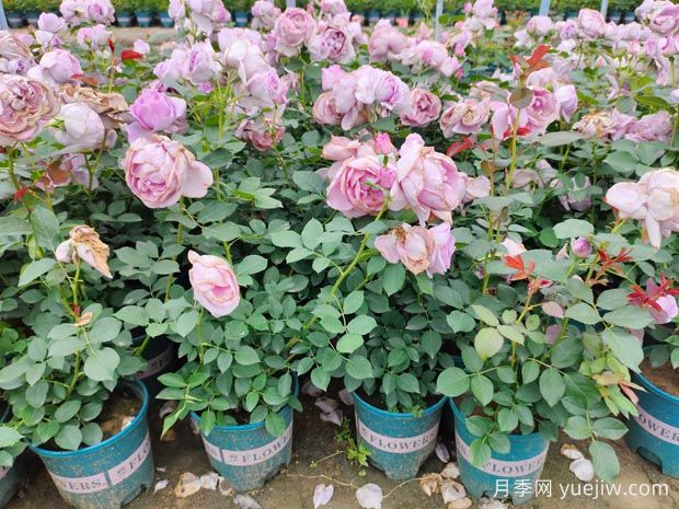 3月底月季花常見(jiàn)問(wèn)題總結與處理方法(圖1)