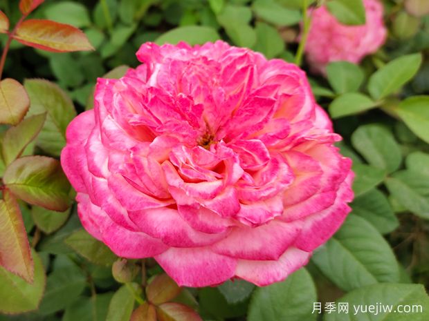 花園植物三姐妹：月季、繡球、鐵線(xiàn)蓮(圖1)
