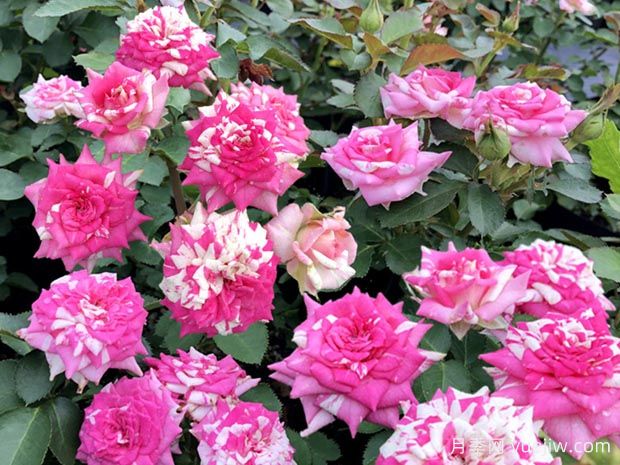 清明過(guò)后，給月季花喂點(diǎn)魚(yú)骨頭，根壯葉綠猛開(kāi)花(圖1)