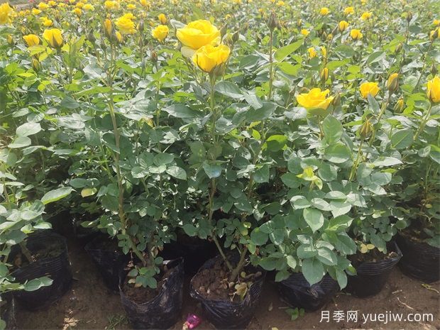 月季花苞顯色后還要施磷鉀肥嗎？(圖2)